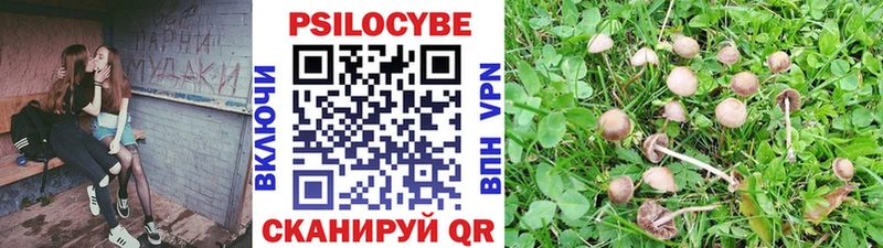 Псилоцибиновые грибы мицелий  Купить  Петровск 